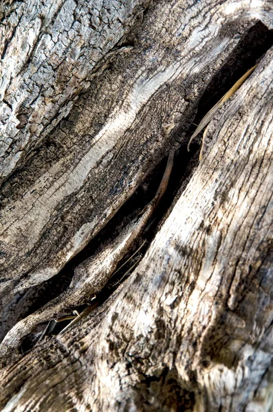 Bark Olive Tree Natural Abstract Background — Stock Photo, Image