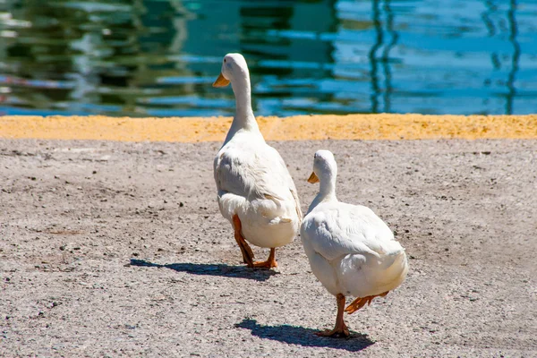 Üst üste iki ördek — Stok fotoğraf