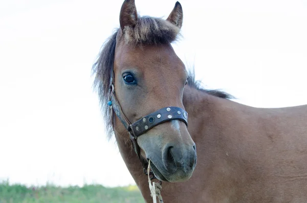 Skyrian klein paard — Stockfoto