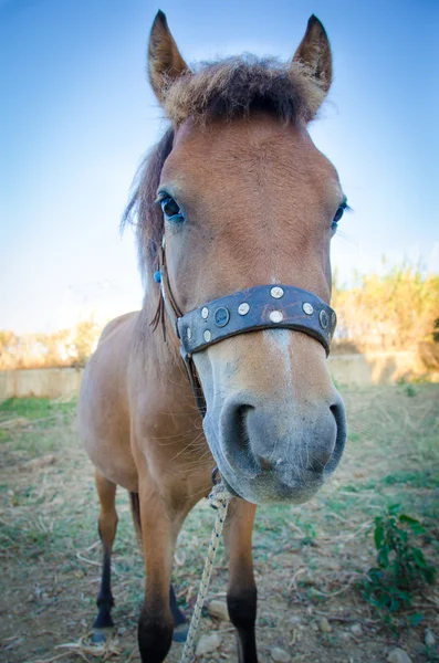 Caballo pequeño Skyrian — Foto de Stock