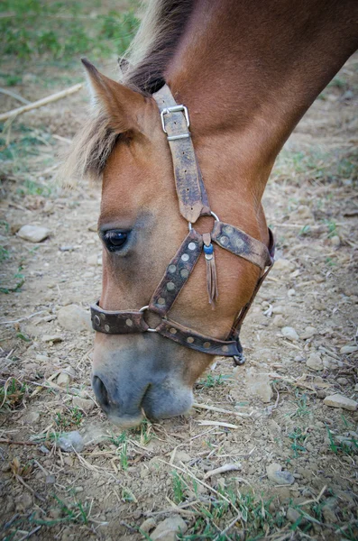 Caballo pequeño Skyrian — Foto de Stock