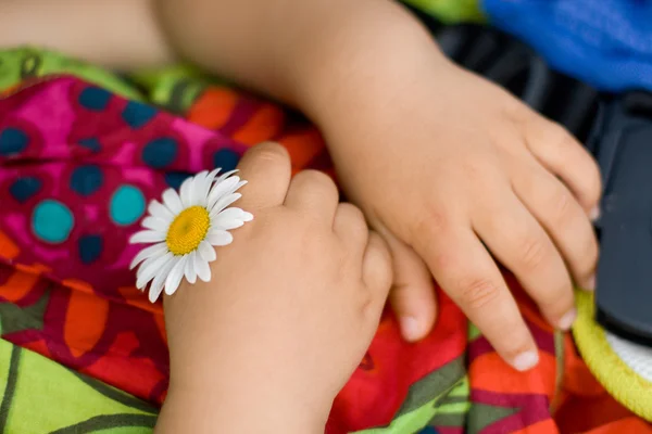 Flor de manzanilla en manos de niños —  Fotos de Stock