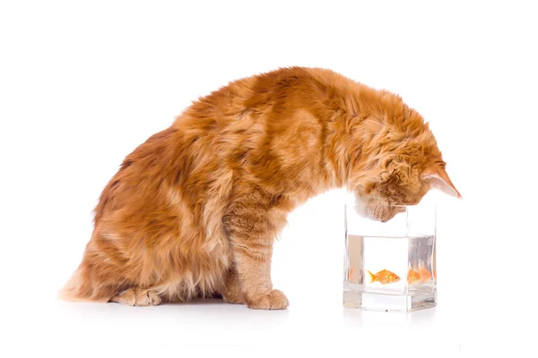 Cat and a gold fish — Stock Photo, Image