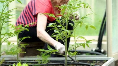 Çiftçi domates fidelerini ayıklıyor. Bahçedeki fidelerle ilgilenin. Serada tarım yapılıyor..