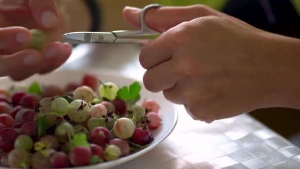 Una mujer ordena las bayas, hace una preparación para la mermelada. Preservación. Grosellas blancas y rojas. Grosella fresca — Vídeo de stock