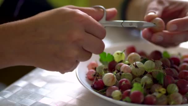 一个女人整理浆果，准备果酱。家庭保护。白醋栗和红醋栗。新鲜的山莓 — 图库视频影像