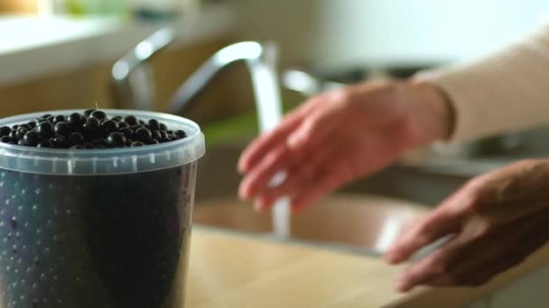 Uma mulher lava bagas de groselha preta. Senior detém fresco e saudável blackberry vista de perto. Colheita no sumário — Vídeo de Stock