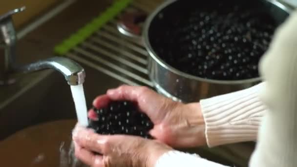 Жінка миє ягоди чорної смородини. Старший тримає свіжу і здорову ожину крупним планом. Збирання в сумі — стокове відео