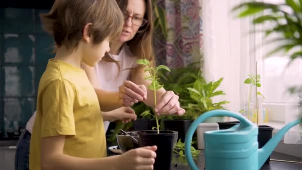 自宅で苗を植える母親と息子。ママは鉢植えで男の子を助けます。独立した子供は趣味で忙しい。幸せな家族 — ストック動画