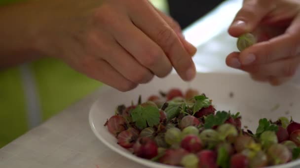 Žena třídí bobule, připravuje se na marmeládu. Zachování domova. Bílý a červený rybíz. Čerstvé angrešt — Stock video