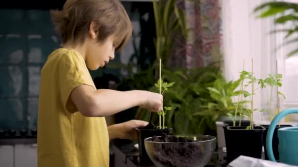 Pequeño niño plantando plántulas en casa. Un niño independiente está ocupado con un hobby con plantas en maceta. Concepto de por vida — Vídeo de stock