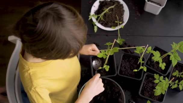 Pequeño niño plantando plántulas en casa. Un niño independiente está ocupado con un hobby con plantas en maceta. Feliz niño replantando tomate — Vídeo de stock