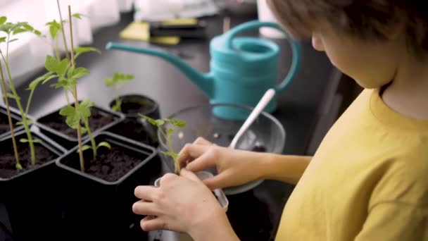 Pequeño niño plantando plántulas en casa. Un niño independiente está ocupado con un hobby con plantas en maceta. Concepto de por vida — Vídeo de stock