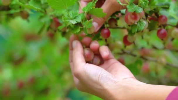 Vrouwen plukken kruisbessen. Close-up zicht op vrouwelijke handen. Zomertijd. Oogsten van een vers gezond gewas — Stockvideo