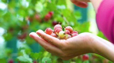 Böğürtlen toplayan kadınlar. Kadın ellerinin yakın görüntüsü. Yaz zamanı. Taze ve sağlıklı bir mahsulü hasat ediyorum.