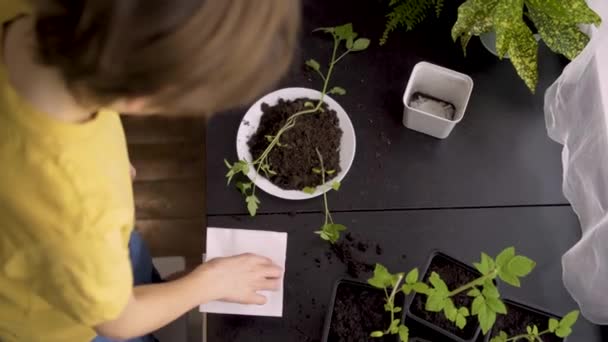 Pequeño niño plantando plántulas en casa. Un niño independiente está ocupado con un hobby con plantas en maceta. Feliz niño replantando tomate — Vídeos de Stock