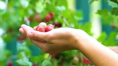Böğürtlen toplayan kadınlar. Kadın ellerinin yakın görüntüsü. Yaz zamanı. Taze ve sağlıklı bir mahsulü hasat ediyorum.