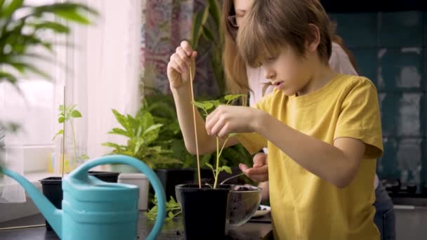 Мать и сын сажают саженцы дома. Мама помогает мальчику с растениями в горшках. Независимый ребенок занят своим хобби. Счастливая семья — стоковое видео