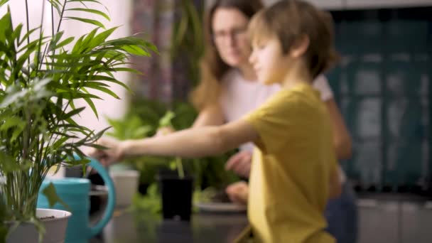 Mère et fils plantant des semis à la maison. Maman aide le garçon avec des plantes en pot. Un enfant indépendant est occupé avec un passe-temps. Famille heureuse — Video