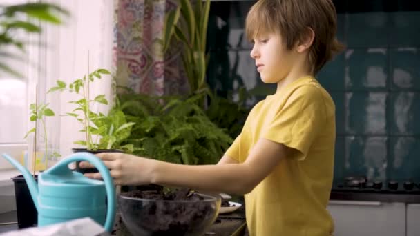 小さな男の子が家に苗を植えます。独立した子供は鉢植えの趣味で忙しいです。生涯概念 — ストック動画