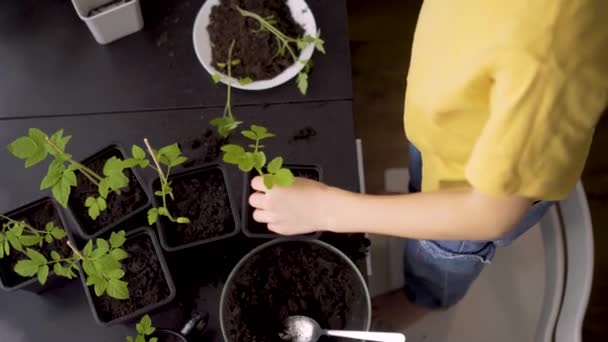 Rapaz a plantar mudas em casa. Uma criança independente está ocupada com um hobby com plantas em vasos. Criança feliz replantando tomate — Vídeo de Stock