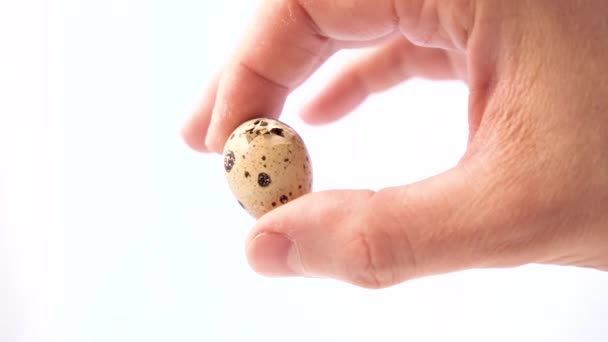 Новонароджене перепелине яйце на білому тлі. Пташеня вилуплює своє яйце. Народження нового маленького життя — стокове відео