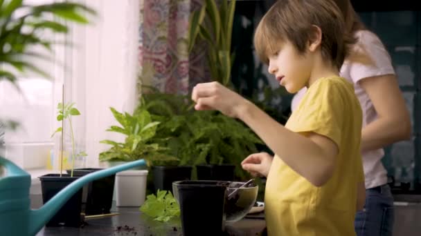 Anya és fia palántákat ültet otthon. Anya segít a cserepes növényes fiúnak. Egy független gyereknek van egy hobbija. Boldog család. — Stock videók
