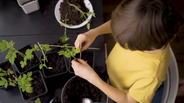小男孩在家里种苗.一个独立的孩子忙于从事盆栽的嗜好.快乐的孩子重新种植西红柿 — 图库视频影像