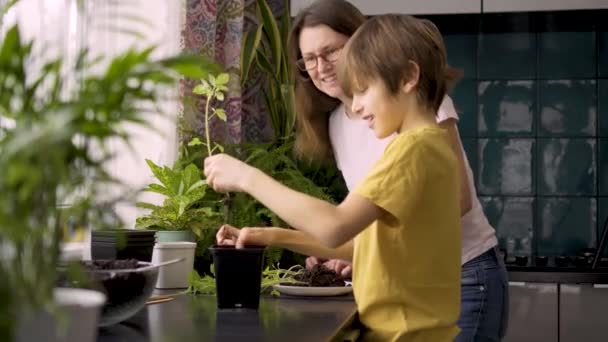 Mor och son planterar plantor hemma. Mamma hjälper pojken med krukväxter. Ett självständigt barn är sysselsatt med en hobby. Lycklig familj — Stockvideo