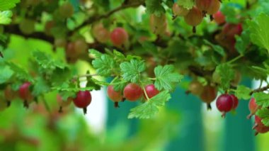 Böğürtlen toplayan kadınlar. Kadın ellerinin yakın görüntüsü. Yaz zamanı. Taze ve sağlıklı bir mahsulü hasat ediyorum.