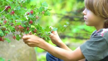Böğürtlen toplayan çocuk. Çocuk böğürtlen. Yaz zamanı. Taze ve sağlıklı bir mahsulü hasat ediyorum.