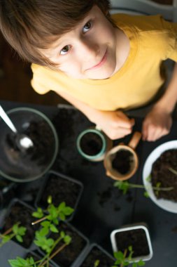 Küçük çocuk evde fidanlar ekiyor. Bağımsız bir çocuk saksı bitkileriyle uğraşmakla meşgul. Yaşam Boyu Konsepti