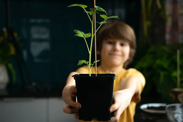 Rapaz a plantar mudas em casa. Uma criança independente está ocupada com um hobby, replantando plantas, polvilhando flores. Conceito vitalício — Fotografia de Stock