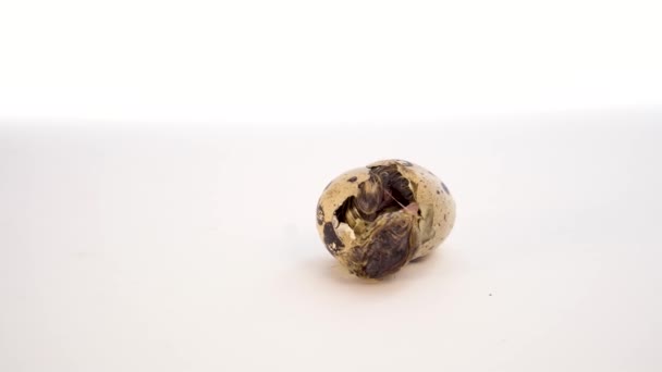 Newborn quail egg on white background. Chick hatching out its egg. The birth of a new little life — Stock Video