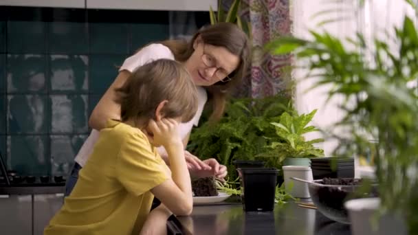 Mãe e filho plantando mudas em casa. A mãe ajuda o rapaz com plantas em vaso. Uma criança independente está ocupada com um hobby. Família feliz — Vídeo de Stock