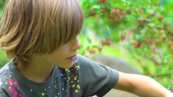 Un garçon cueillant des baies de groseille. Les enfants mangent des baies. L'heure d'été. Récolter une récolte fraîchement saine — Video