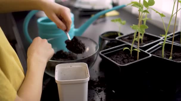 Rapaz a plantar mudas em casa. Uma criança independente está ocupada com um hobby com plantas em vasos. Conceito vitalício — Vídeo de Stock