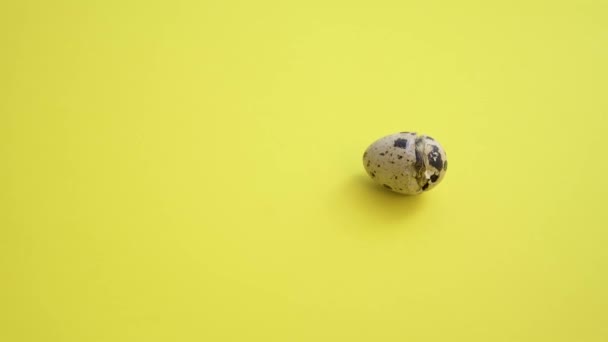 Newborn quail egg on yellow background. Chick hatching out its egg. The birth of a new little life — Stock Video