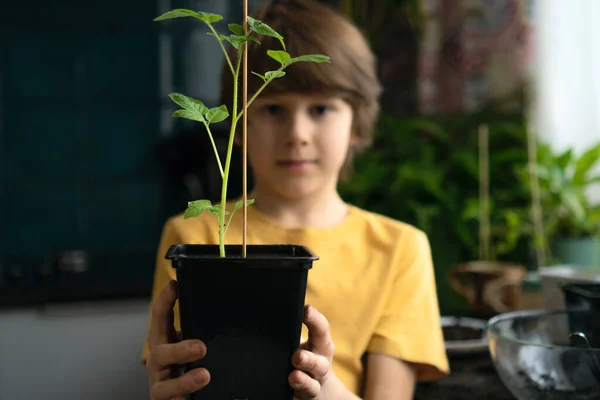 Rapaz a plantar mudas em casa. Uma criança independente está ocupada com um hobby, replantando plantas, polvilhando flores. Conceito vitalício — Fotografia de Stock