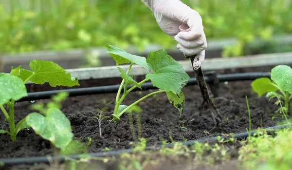 De boer wieden de zaailingen van komkommer. Zorg voor zaailingen in de tuin. Landbouw in de kas. — Stockfoto