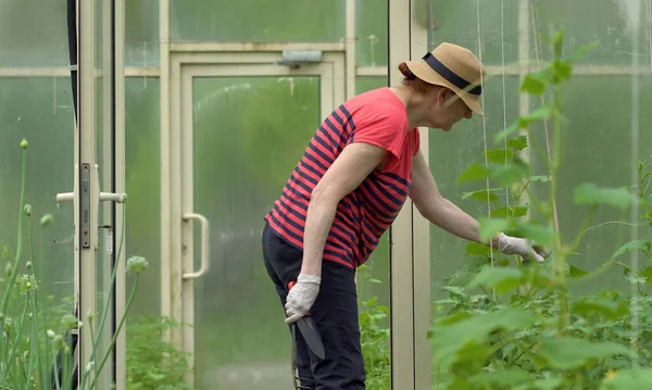 El agricultor desmalezando las plántulas de pepino. El cuidado de las plántulas en el jardín. Agricultura en el invernadero. —  Fotos de Stock