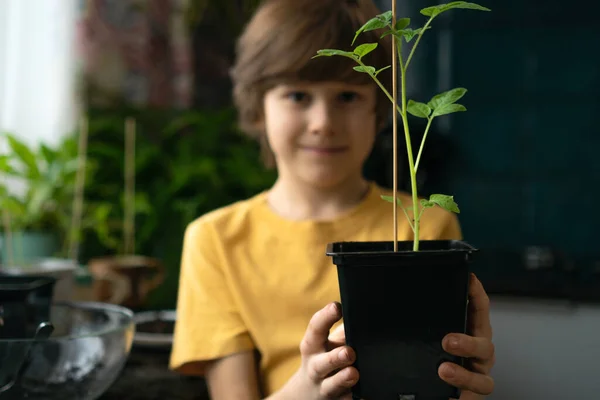 Rapaz a plantar mudas em casa. Uma criança independente está ocupada com um hobby, replantando plantas, polvilhando flores. Conceito vitalício — Fotografia de Stock