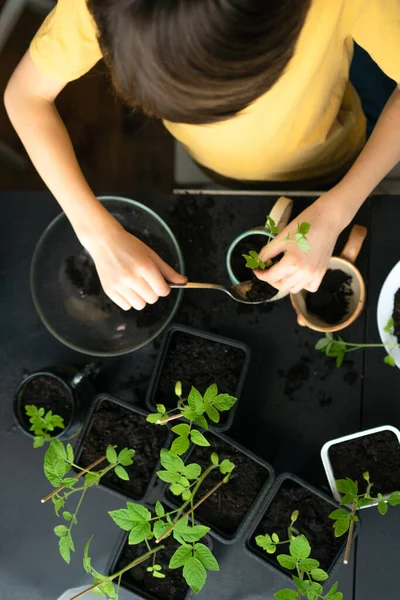 Rapaz a plantar mudas em casa. Uma criança independente está ocupada com um hobby com plantas em vasos. Criança feliz replantando tomate — Fotografia de Stock