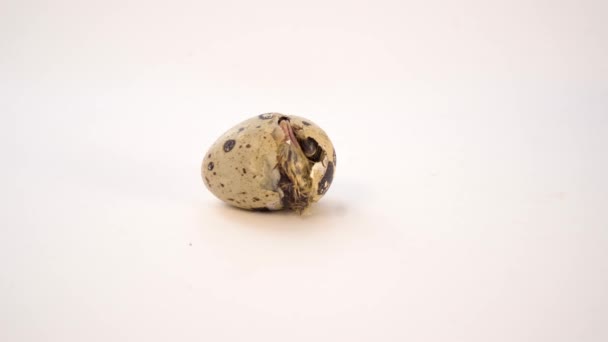 Pasgeboren kwartelei op witte achtergrond. Een kuiken dat zijn ei uitbroedt. De geboorte van een nieuw leven — Stockvideo