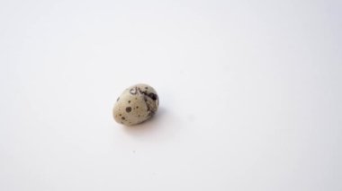 Beyaz arka planda yeni doğmuş bıldırcın yumurtası. Yavru yumurtadan çıkıyor. Yeni bir hayatın doğuşu