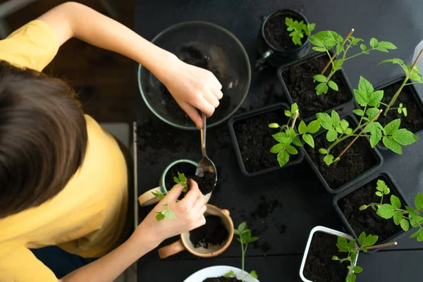 Rapaz a plantar mudas em casa. Uma criança independente está ocupada com um hobby com plantas em vasos. Criança feliz replantando tomate — Fotografia de Stock