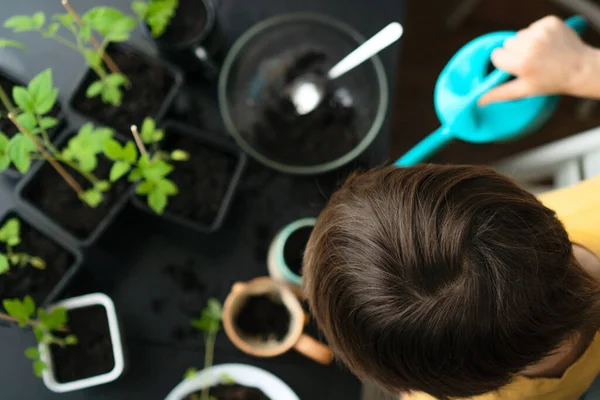 Rapaz a plantar mudas em casa. Uma criança independente está ocupada com um hobby com plantas em vasos. Criança feliz replantando tomate — Fotografia de Stock