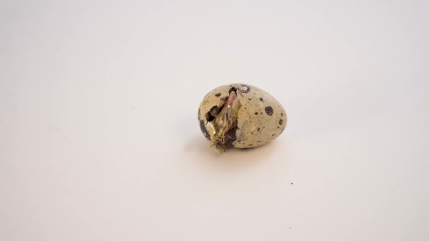 Новорожденное перепелиное яйцо на белом фоне. Цыпочка вылупляется из яйца. Рождение новой маленькой жизни — стоковое видео