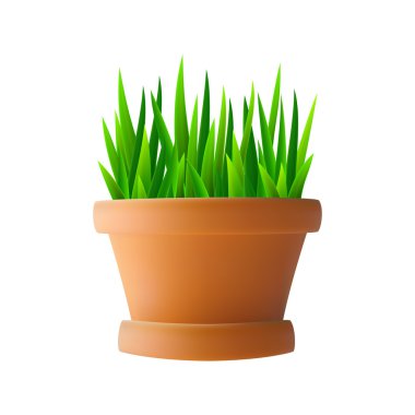 saksı taze yeşil çim