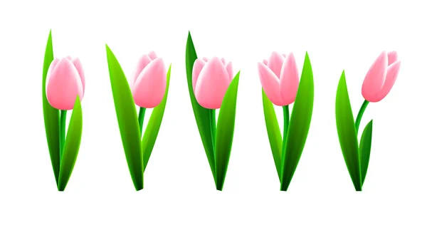 Flores de tulipán aisladas — Vector de stock